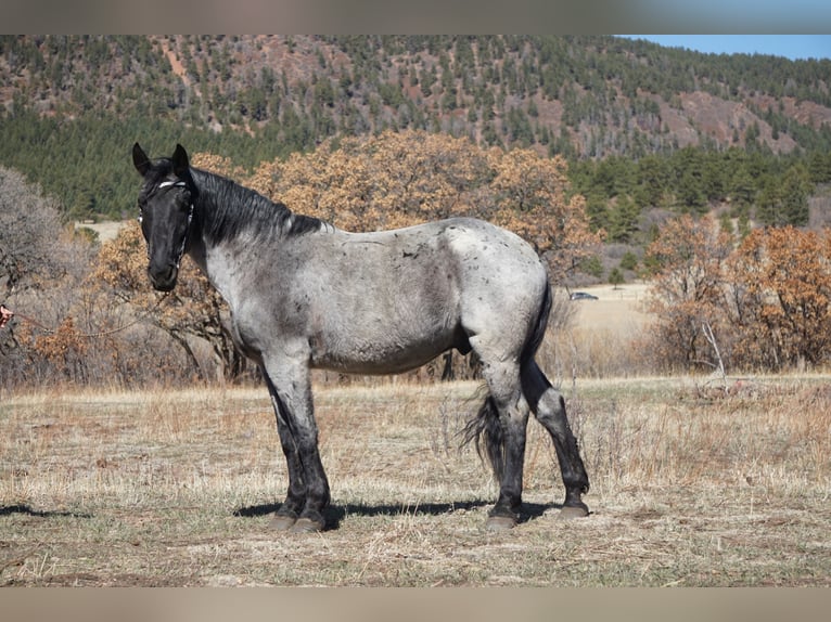 American Quarter Horse Wallach 7 Jahre Roan-Blue in Franktown CO