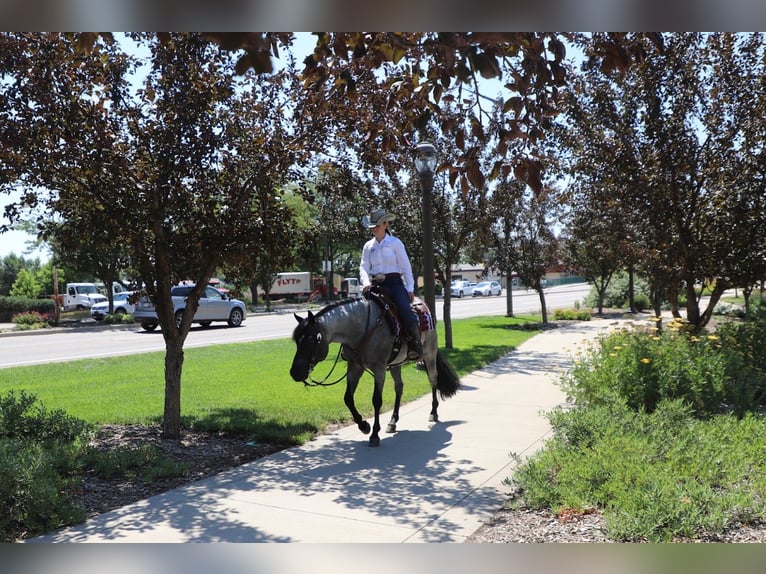 American Quarter Horse Wallach 7 Jahre Roan-Blue in Fort Collins