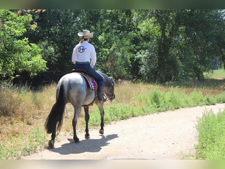 American Quarter Horse Wallach 7 Jahre Roan-Blue in Fort Collins