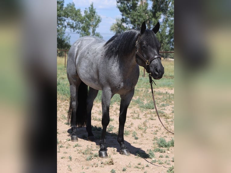 American Quarter Horse Wallach 7 Jahre Roan-Blue in Fort Collins