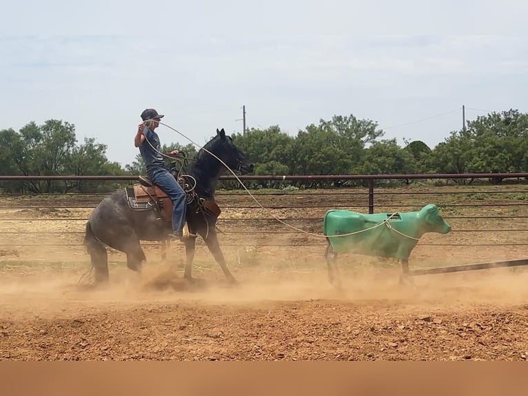 American Quarter Horse Wallach 7 Jahre Roan-Blue in Byers TX