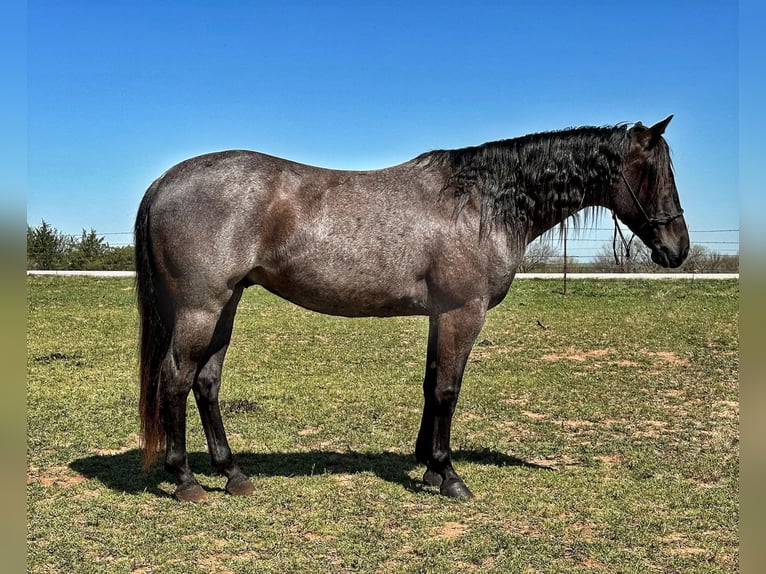 American Quarter Horse Wallach 7 Jahre Roan-Blue in Byers TX