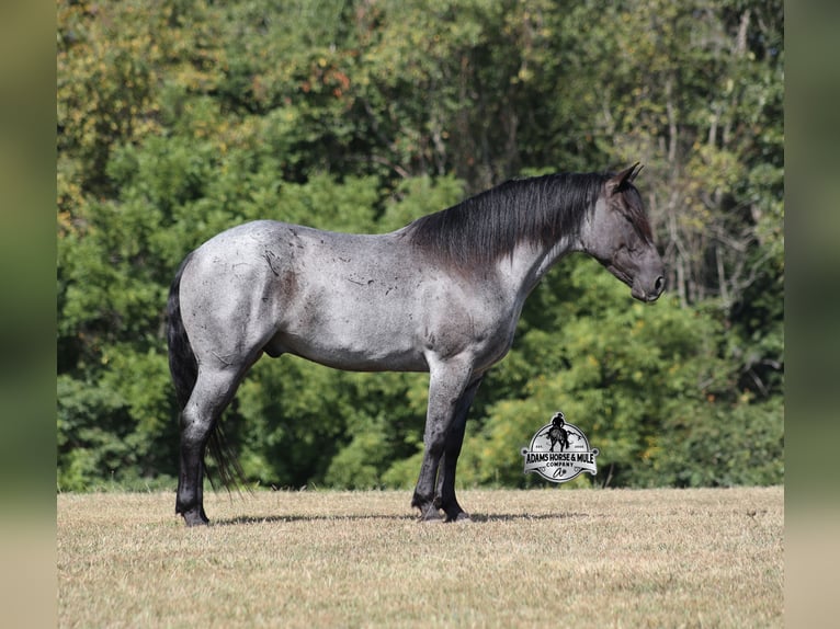 American Quarter Horse Wallach 7 Jahre Roan-Blue in Mount Vernon KY
