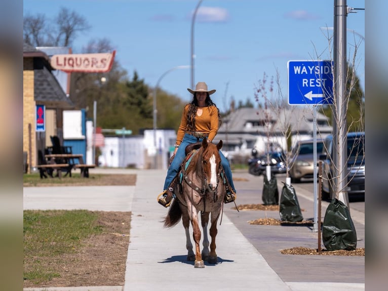 American Quarter Horse Wallach 7 Jahre Roan-Red in Nevis