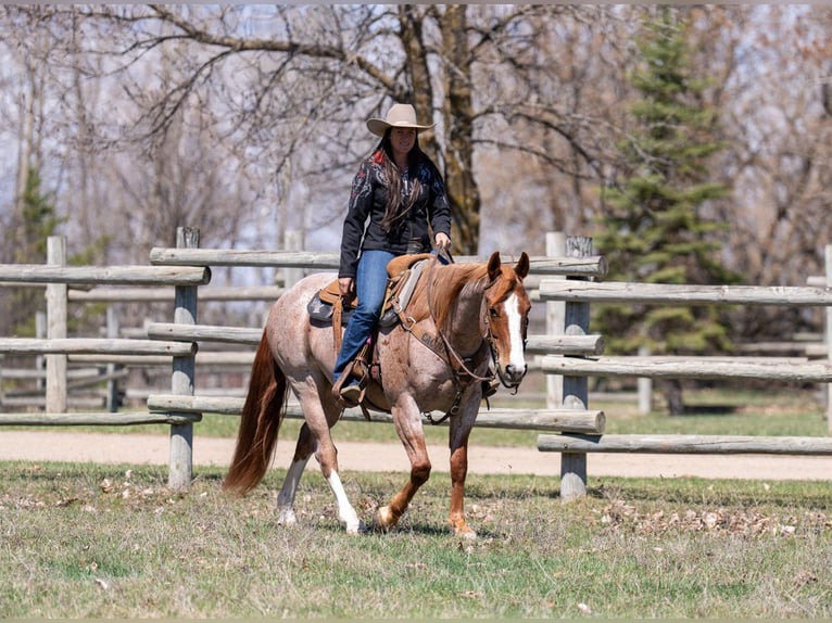 American Quarter Horse Wallach 7 Jahre Roan-Red in Nevis