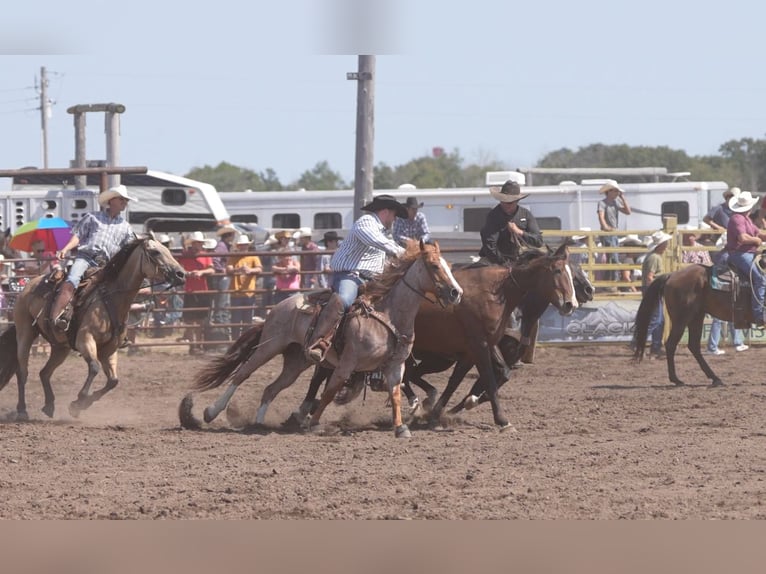 American Quarter Horse Wallach 7 Jahre Roan-Red in Nevis