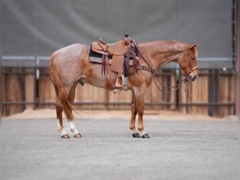 American Quarter Horse Wallach 7 Jahre Roan-Red in Millsap, TX