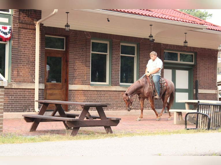 American Quarter Horse Wallach 7 Jahre Roan-Red in Salem