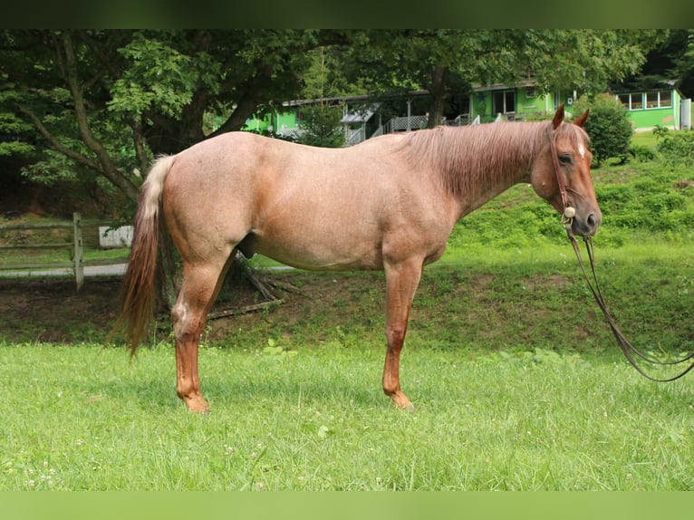 American Quarter Horse Wallach 7 Jahre Roan-Red in Salem
