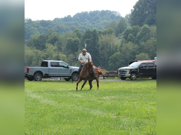 American Quarter Horse Wallach 7 Jahre Roan-Red in Salem