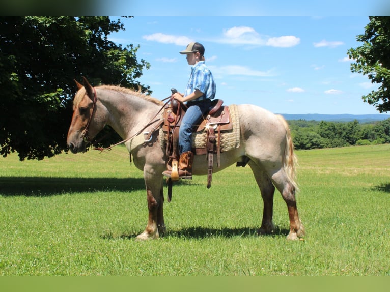 American Quarter Horse Wallach 7 Jahre Roan-Red in Everett PA