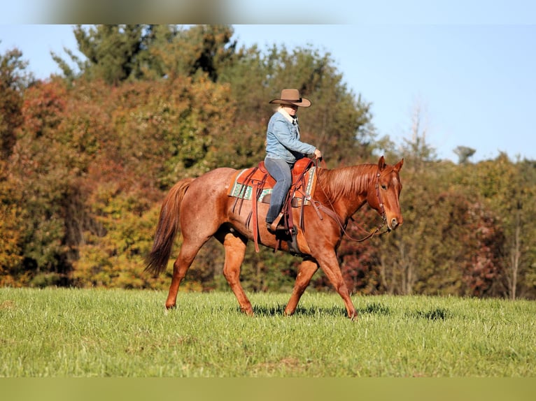 American Quarter Horse Wallach 7 Jahre Roan-Red in Clarion