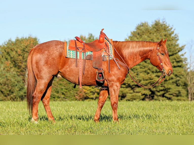 American Quarter Horse Wallach 7 Jahre Roan-Red in Clarion