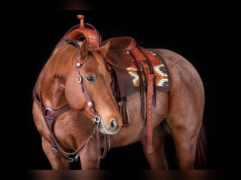 American Quarter Horse Wallach 7 Jahre Roan-Red in Clarion