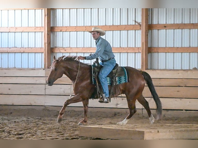 American Quarter Horse Wallach 7 Jahre Roan-Red in Harwood