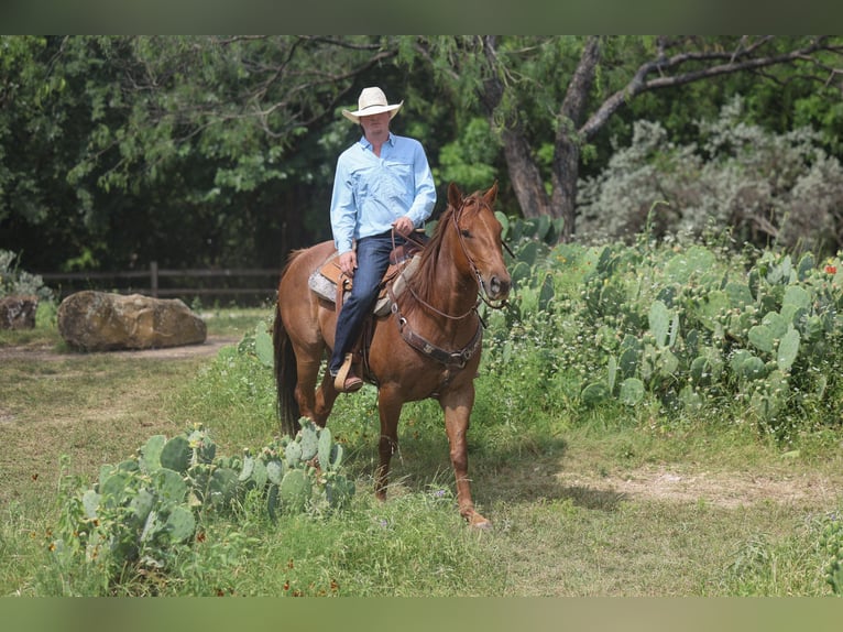American Quarter Horse Wallach 7 Jahre Roan-Red in Stephenville