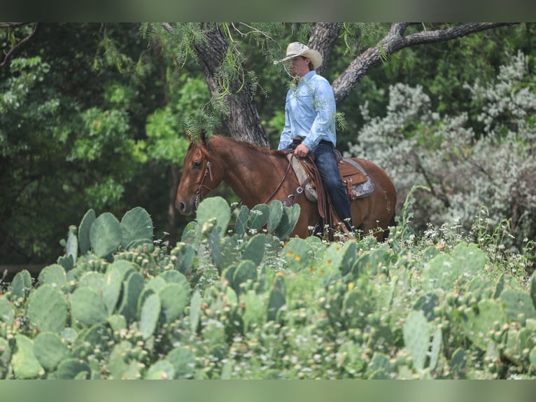 American Quarter Horse Wallach 7 Jahre Roan-Red in Stephenville