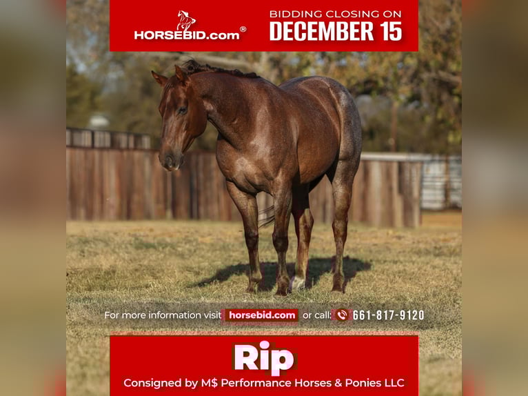 American Quarter Horse Wallach 7 Jahre Roan-Red in Stephenville