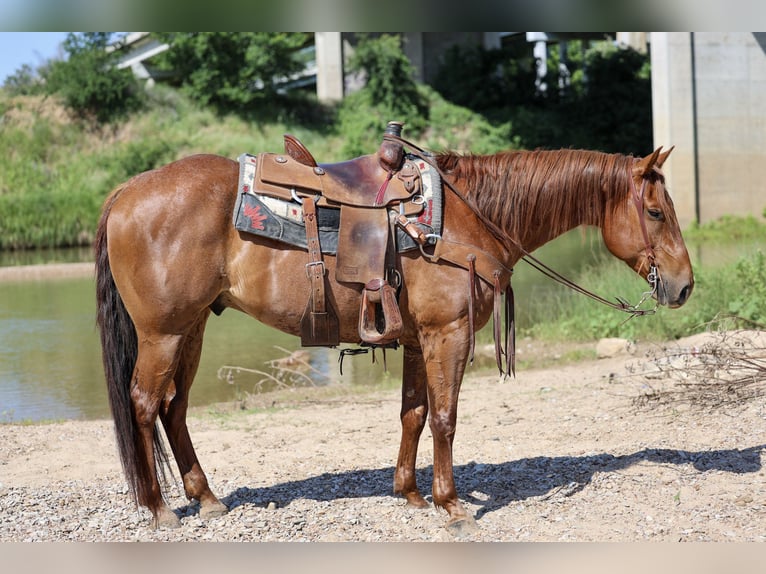 American Quarter Horse Wallach 7 Jahre Roan-Red in Stephenville