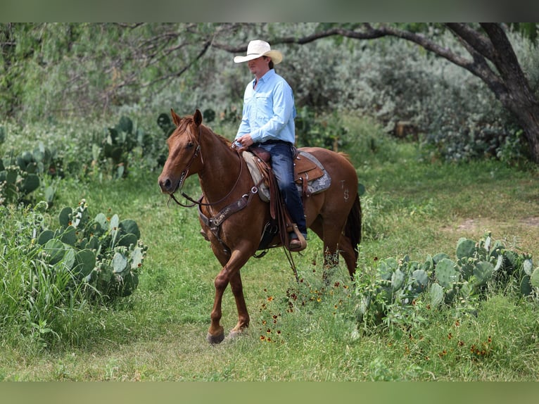American Quarter Horse Wallach 7 Jahre Roan-Red in Stephenville