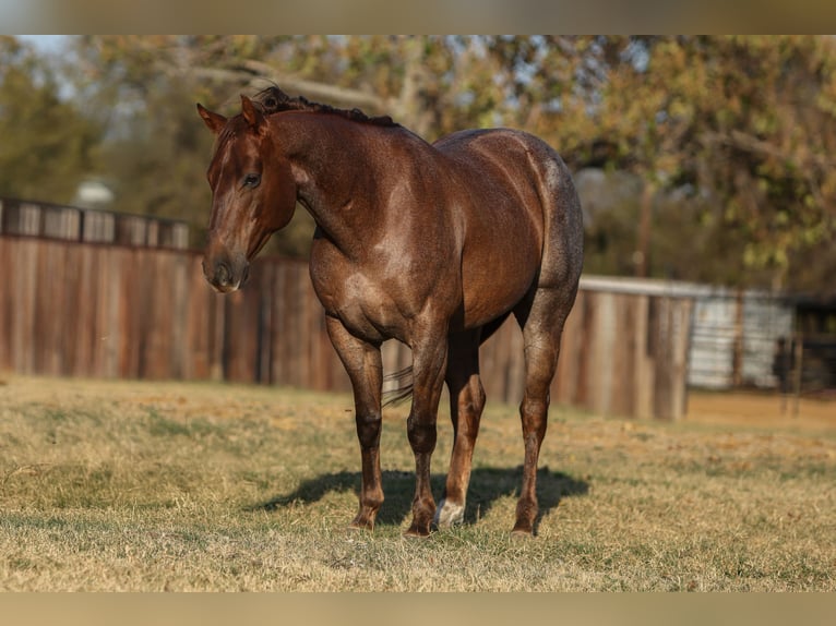 American Quarter Horse Wallach 7 Jahre Roan-Red in Stephenville