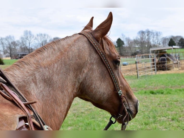 American Quarter Horse Wallach 7 Jahre Roan-Red in Greenville, KY