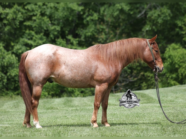 American Quarter Horse Wallach 7 Jahre Roan-Red in Mount Vernon, KY