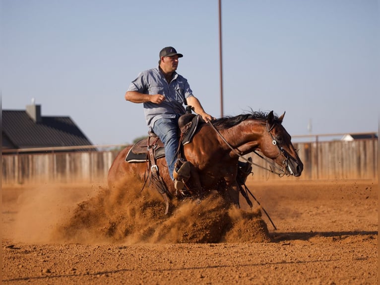 American Quarter Horse Wallach 7 Jahre Rotbrauner in Waco