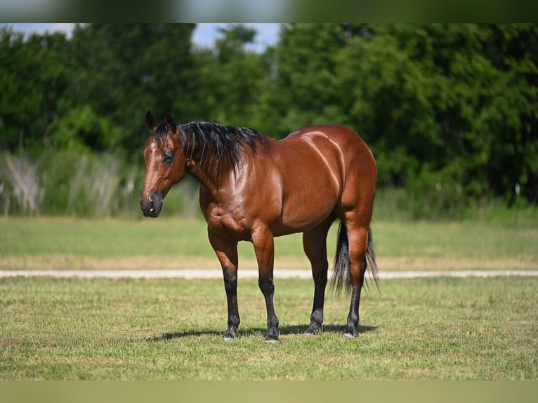 American Quarter Horse Wallach 7 Jahre Rotbrauner in Waco