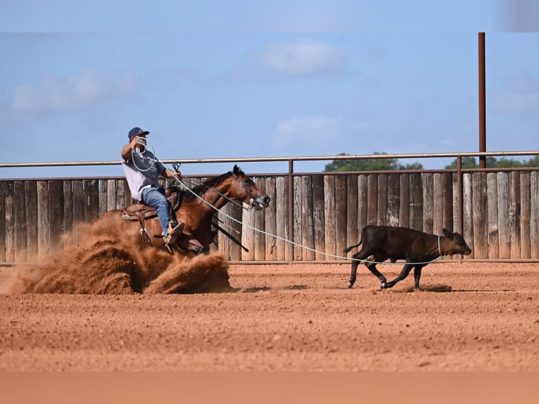 American Quarter Horse Wallach 7 Jahre Rotbrauner in Waco