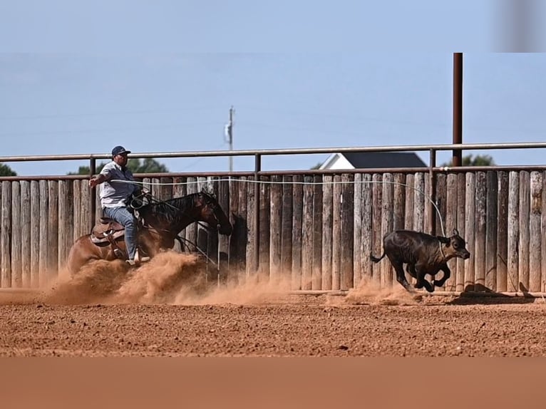 American Quarter Horse Wallach 7 Jahre Rotbrauner in Waco