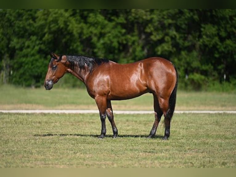 American Quarter Horse Wallach 7 Jahre Rotbrauner in Waco
