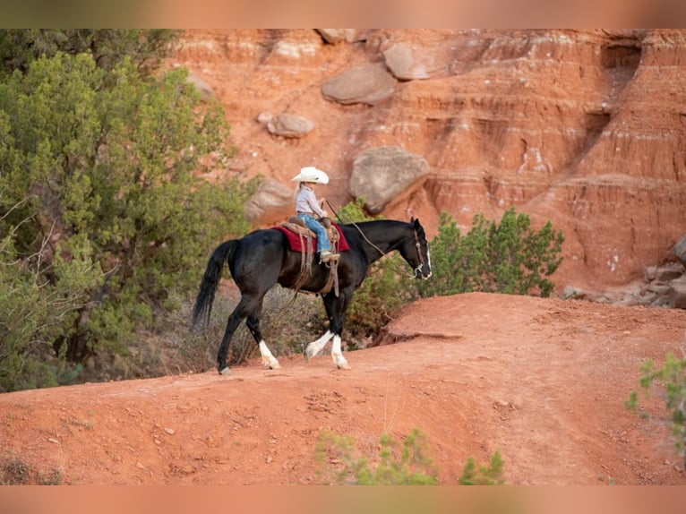 American Quarter Horse Wallach 7 Jahre Rotbrauner in Canyon TX