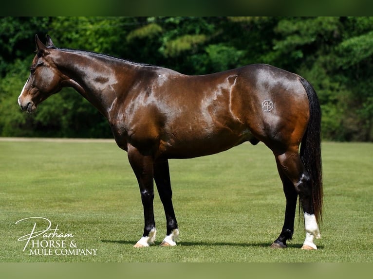 American Quarter Horse Wallach 7 Jahre Rotbrauner in Amory