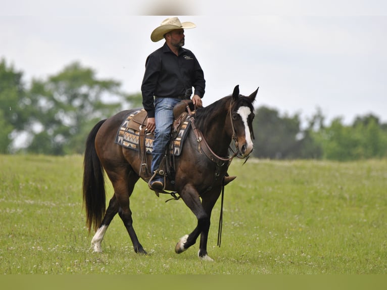 American Quarter Horse Wallach 7 Jahre Rotbrauner in Amory