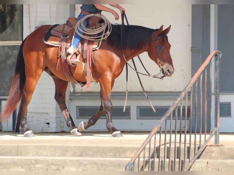 American Quarter Horse Mix Wallach 7 Jahre Rotbrauner in De Kalb