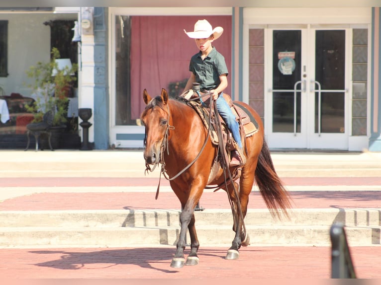 American Quarter Horse Mix Wallach 7 Jahre Rotbrauner in De Kalb