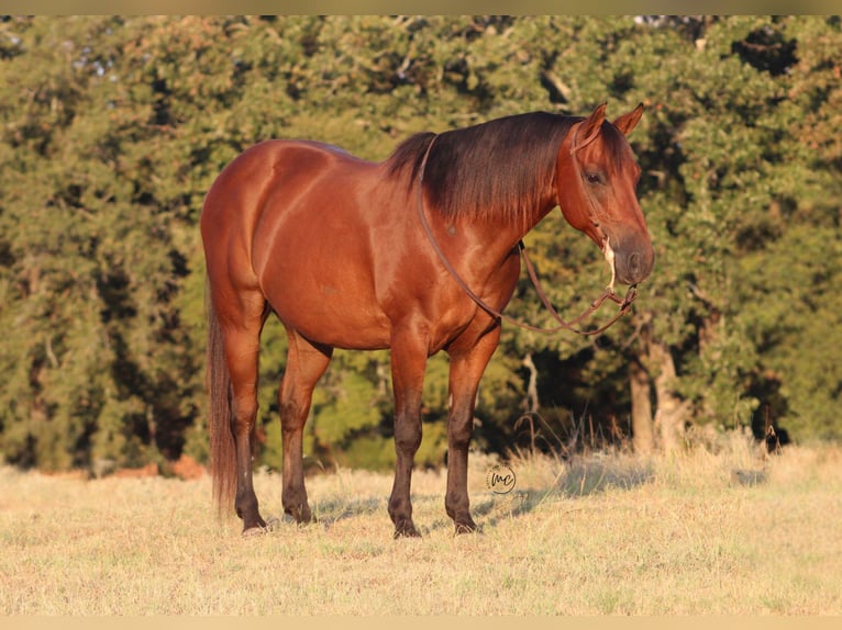 American Quarter Horse Mix Wallach 7 Jahre Rotbrauner in De Kalb