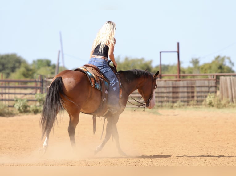 American Quarter Horse Wallach 7 Jahre Rotbrauner in Mineral Wells