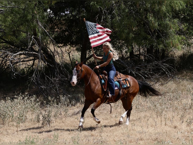American Quarter Horse Wallach 7 Jahre Rotbrauner in Mineral Wells