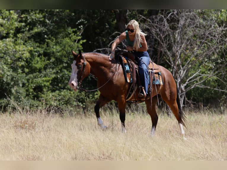 American Quarter Horse Wallach 7 Jahre Rotbrauner in Mineral Wells
