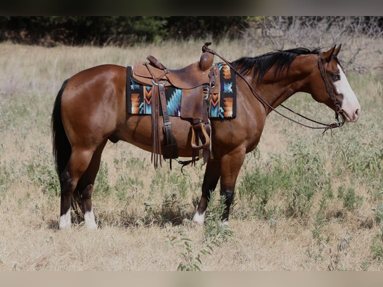 American Quarter Horse Wallach 7 Jahre Rotbrauner in Mineral Wells