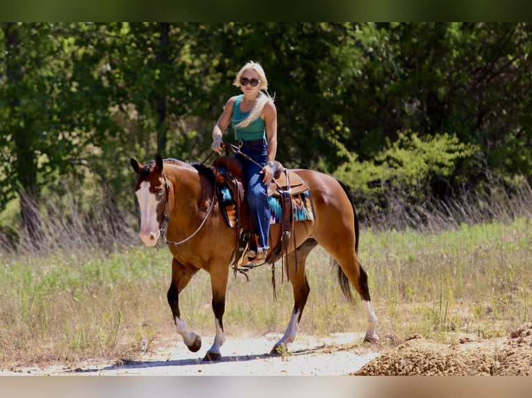 American Quarter Horse Wallach 7 Jahre Rotbrauner in Mineral Wells