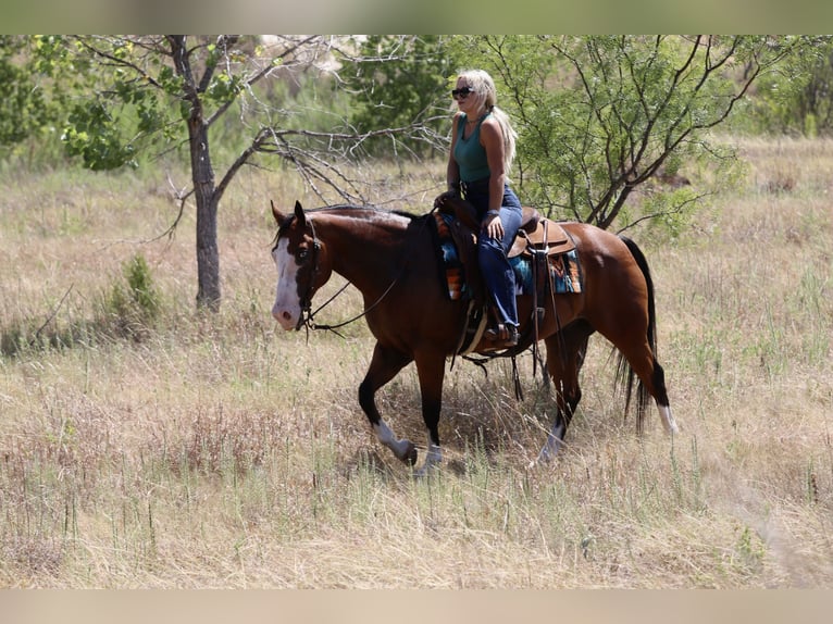 American Quarter Horse Wallach 7 Jahre Rotbrauner in Mineral Wells
