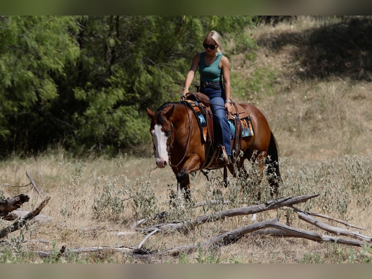 American Quarter Horse Wallach 7 Jahre Rotbrauner in Mineral Wells