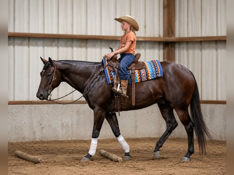 American Quarter Horse Wallach 7 Jahre Rotbrauner in Sedalia