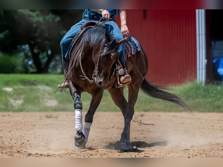 American Quarter Horse Wallach 7 Jahre Rotbrauner in Sedalia