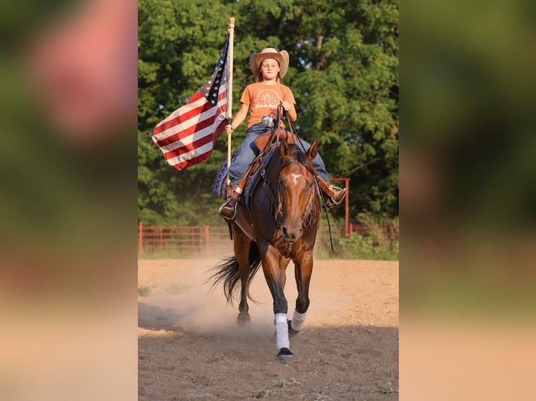 American Quarter Horse Wallach 7 Jahre Rotbrauner in Sedalia