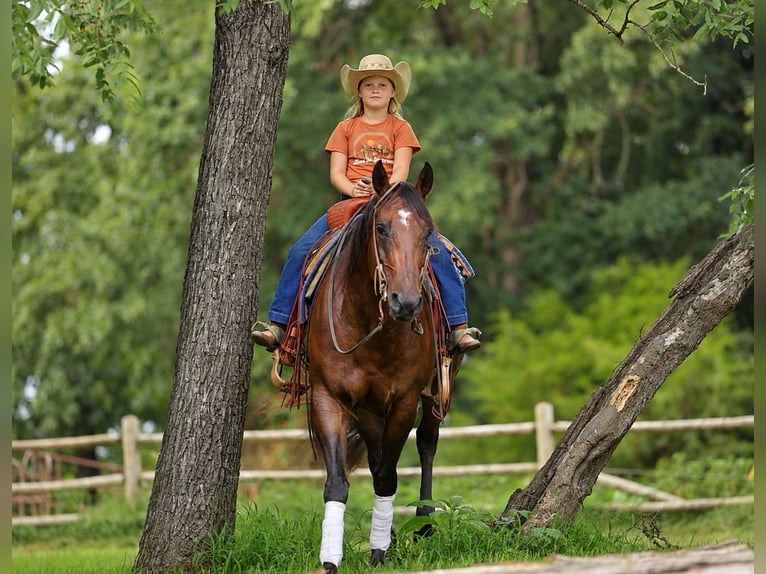 American Quarter Horse Wallach 7 Jahre Rotbrauner in Sedalia