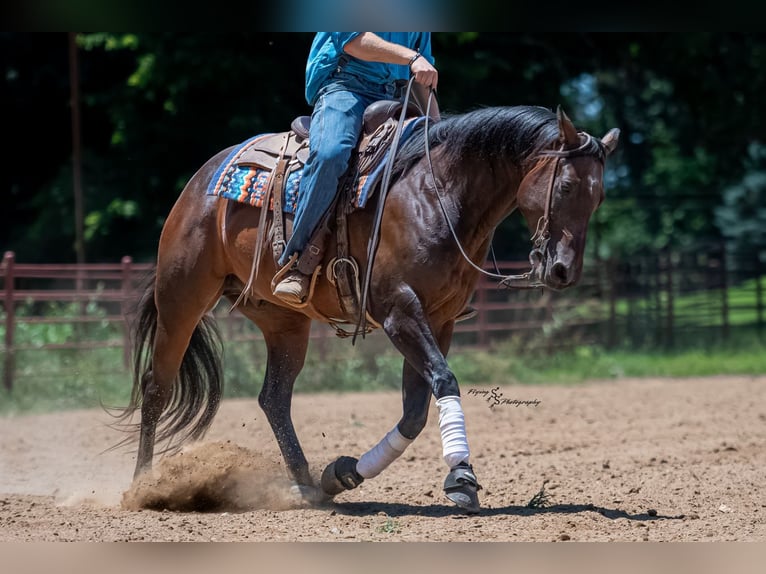 American Quarter Horse Wallach 7 Jahre Rotbrauner in Sedalia